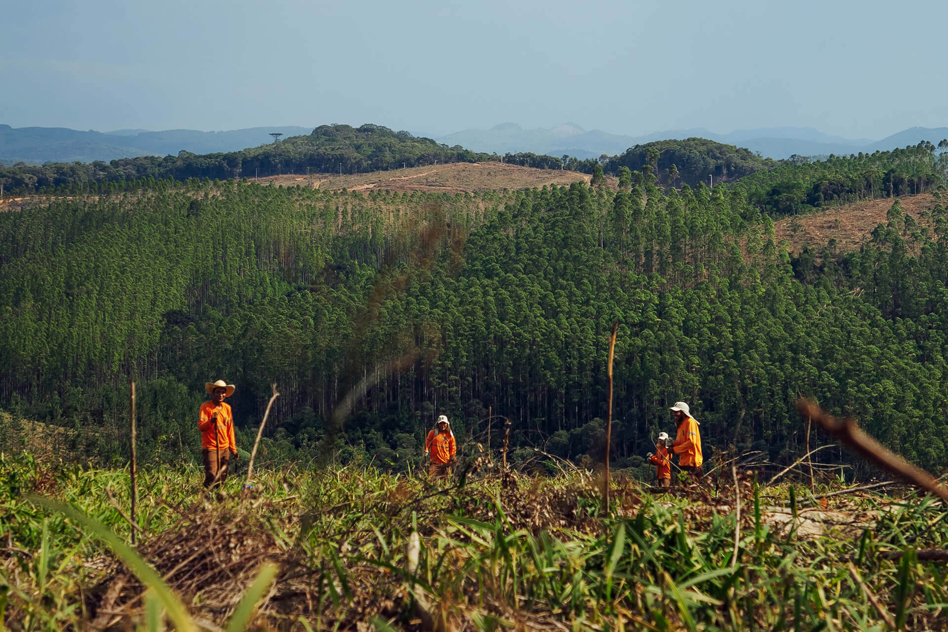 Imagem A força da floresta