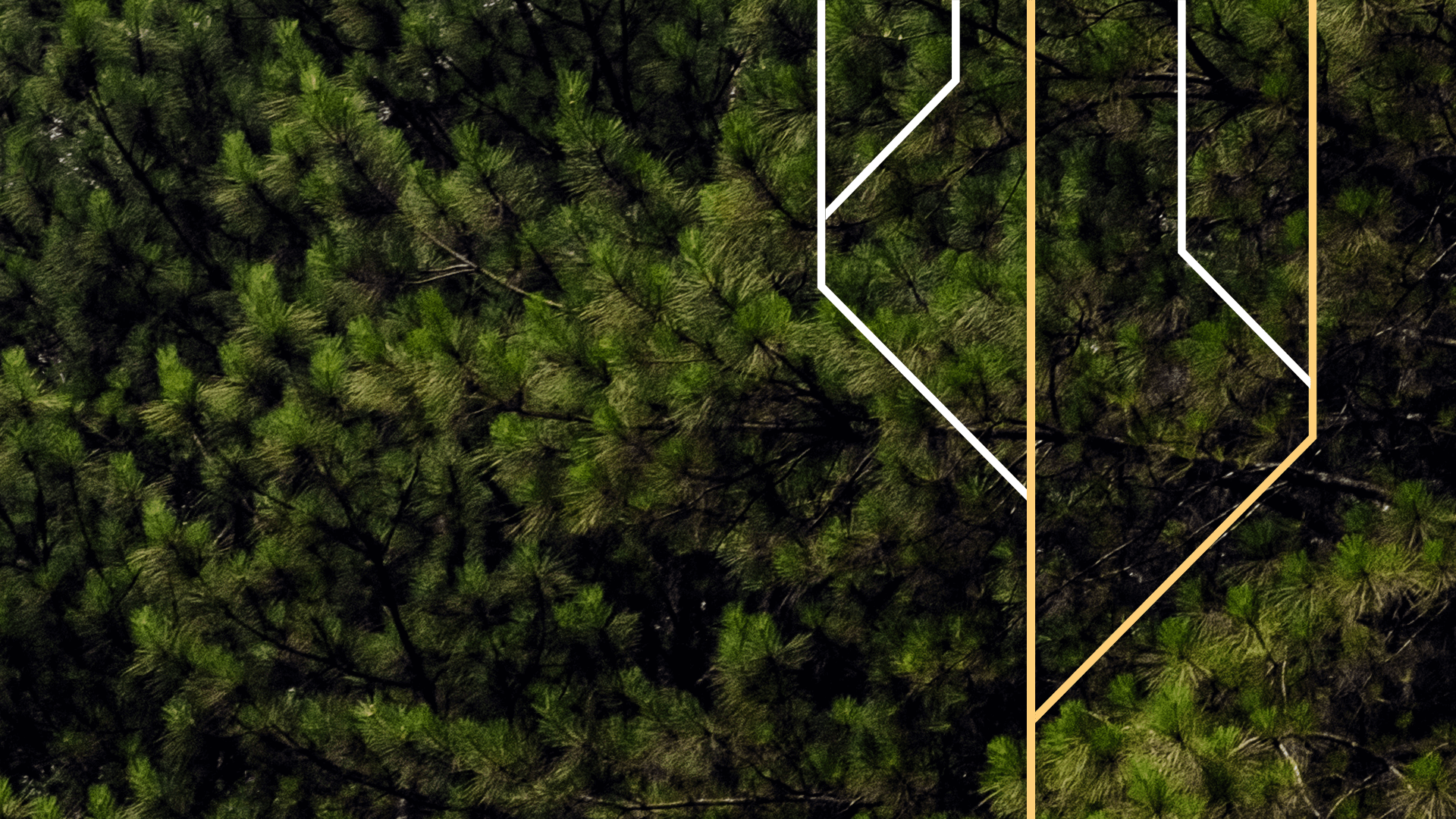 Imagem A força da floresta